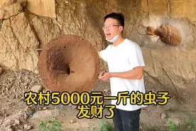 农村常见“虫子”5000元一斤，蚂蚁杀手“金沙牛”，一种名贵药材视频封面