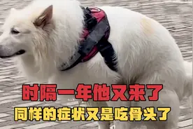 狗到底能不能吃骨头？来看看这个视频吧！视频封面