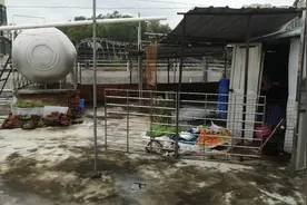 怀念养竹虫日赚几千元的日子视频封面