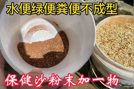 鸽子长期水便绿便粪便不成型肠道不好，简单一勺中药粉，通通搞定视频封面