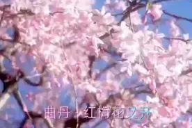 歌曲:《红梅花开》视频封面