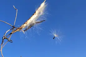 好风凭借力，送我上青云。视频封面