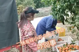 广西妹发现小伙摘砂糖橘不对劲，说了他几句还闹情绪，看咋回事视频封面