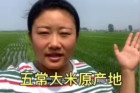 大城市买五常稻花香大米很难买到，农民种稻花香大米又很难卖？视频封面
