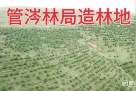山西省管涔山国有林管理局杏岭子林场造林地，令人震撼视频封面