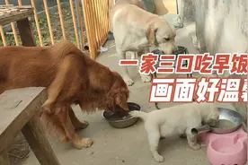 拉布拉多和金毛生下一只小金拉，一家三口一起吃早饭，画面好温馨视频封面