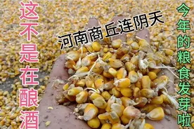 刚种的时候干旱浇水浇了两三遍，如今庄稼成熟了又涝了视频封面