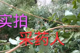 连翘是一种中草药，具有清热解毒的作用，70岁采药人登上山腰……视频封面