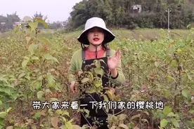 二妹家的樱桃苗挂满了果子，四月邀请你来尝果视频封面