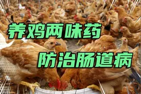 养鸡两味中药，平时水里加一些，鸡群肠道好，免疫力高不拉稀！视频封面