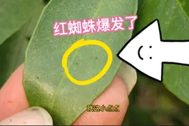 如果你的果园发现红蜘蛛，就用这3种特效药，持效期长安全高效！视频封面