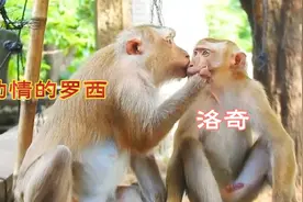 母爱爆棚的罗西动情地波儿了一口洛奇，小摇滚独享着单身狗生活视频封面