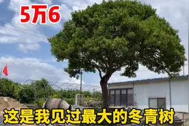 冬青树太常见了，可是能把冬青树养成大型庭院景观树的，必是牛人视频封面