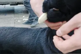 狗嘴上有一条蚂蝗视频封面