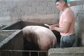 母猪受精过程视频封面