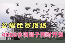 赛鸽公棚450公里比赛现场，上千只鸽子同时开笼，场面壮观视频封面