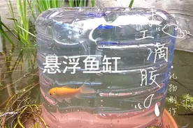 自己动手，用纯净水桶制作悬浮鱼缸，nice！视频封面