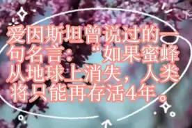 如果蜜蜂从地球上消失，人类将只能存活4年！！！！！视频封面