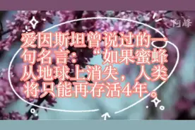 如果蜜蜂从地球上消失，人类将只能存活4年！！！！！视频封面