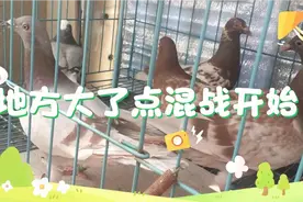 八只鸽子都关在一个大笼子里面，混战开始了，是在为地盘而战吧！视频封面