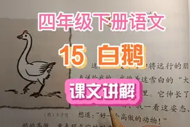 四下《15白鹅》讲解   白鹅叫声步态好高傲视频封面
