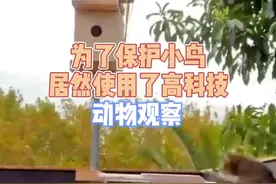 橘猫抓鸟连续两次都没成功，小鸟最终能否成功逃脱猫爪？视频封面