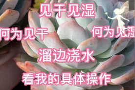 见干见湿，三种方法教你“见干”，一学就会，多肉根系更发达强壮视频封面