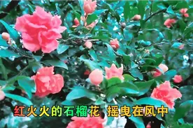 五月的石榴花开红似火视频封面