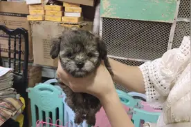 去养户家挑选花泰迪，一窝竟然生了几只落地灰，这颜色真是奇怪视频封面