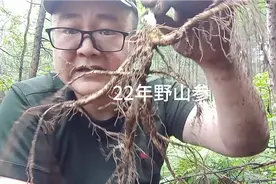 野山参采挖全过程，无剪辑！视频封面