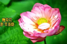 李商隐热恋时写给女方的诗，借荷花的美，表明自己的心迹！视频封面