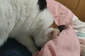 天冷了猫咪就要钻被窝，不求人，凭猫咪的几把蛮力也能成功。视频封面