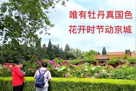 景山公园 北京赏牡丹胜地  唯有牡丹真国色 花开时节动京城 ！视频封面