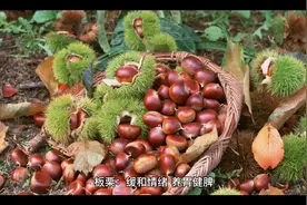 板栗：缓和情绪，养胃健脾。视频封面