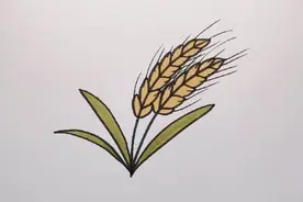 儿童简笔画  小麦成熟了视频封面