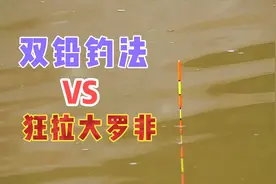 双铅钓法有多好？1竿1线狂拉大罗非，浮漂根本停不下来视频封面