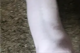 大白种公猪干活了视频封面