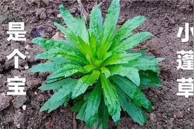 常见植物小蓬草煮水，好多人不知它是宝，到底有啥价值？