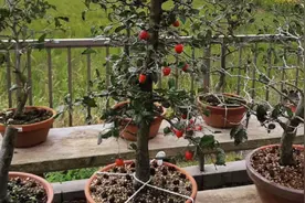 秋季正是老鸦柿控水促花芽萌发的最佳时节，养护管理细节分享视频封面