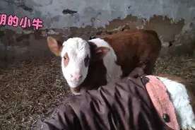 小牛能听懂主人的话，开门出去找妈妈吃奶，跑的飞快，聪明伶俐视频封面