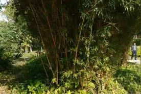 感受大自然的美景，享受安静，聆听大自然视频封面