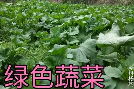 四川农村才有的蔬菜，冬汉菜，吃不完一次就是一大背视频封面