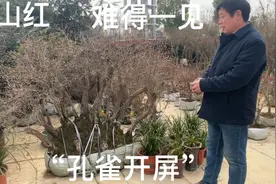 实拍：映山红货源基地，最精品的一棵“孔雀开屏”，2万块值吗？视频封面