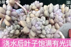 浇水后叶子饱满叶片有光泽，说明多肉的根系是良好！视频封面