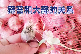 蒜苔和大蒜的关系，蒜苔不仅带来经济效益更是改良大蒜品种的种子视频封面