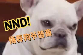 简直侮辱狗爷的智商视频封面