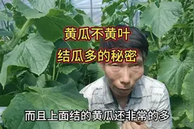 要想黄瓜不黄叶、结瓜多，少不了这三个方法，要不结瓜少还黄叶视频封面