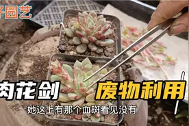多肉开花啦！花剑全身都是宝，花剑叶片也是可以扦插繁殖哦。视频封面