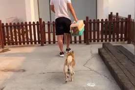 柴犬母子即将分离，狗妈妈的举动让人出乎意料，真是母子难舍难分视频封面