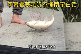 南宁邕江，一口老南宁白话钓友10分钟连上2条大鱼，看得好刺激！视频封面